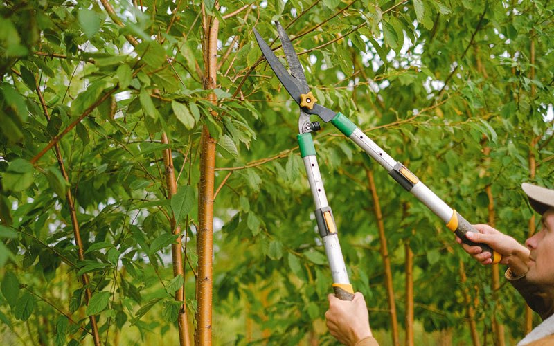Tree trimming in Patterson, NY